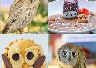 東京都・フクロウがモチーフのスイーツなど提供「フクロウ祭り in ことりカフェ」