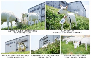 Amazon.co.jp、ヤギによるエコ除草を多治見フルフィルメントセンターで実施