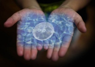 千葉県・鴨川シーワールドにホログラフィックを活用した参加体験型の展示「Kurage Life」がオープン