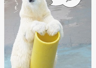 釧路市動物園の人気者の写真集「しろくま ミルク」