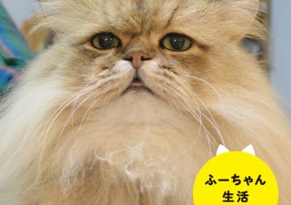 Twitterなどで人気の猫の写真集「ふーちゃん生活」