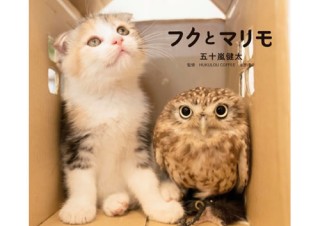 種を越えて“家族”になった子猫とフクロウの写真集「フクとマリモ」