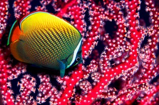 東京都・パリのユネスコ本部での展覧会開催を記念した海中芸術の特別展「ユネスコ開催記念展」