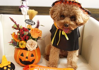 ドギーズ神戸による愛犬の仮装写真の募集「ハロウィン仮装☆ワンちゃん写真コンテスト」