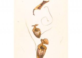 東京都・細密な植物画の展覧会「ボタニカルアート 石川美枝子と仲間たち展 II」