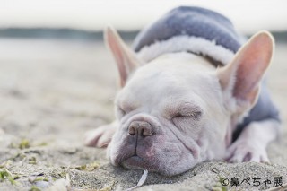 “ぶひ可愛い”を合言葉に鼻べちゃ犬の写真やグッズを集めたイベント「鼻ペちゃ展」が東京で開催