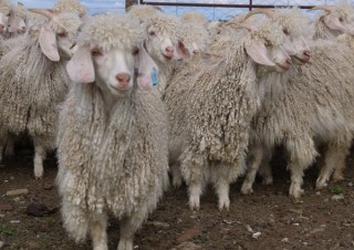 モヘアを使ったクリエイティブな作品を幅広く募集する「第2回モヘアコンテスト」