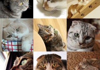 ネコだらけの写真展「ネコグラファー展 ねこぐらたん」が待望の東京開催