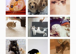 日本人はどれだけ猫が好きなんだ！ インスタグラムの2015年の1位に#猫/#ねこ