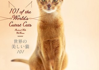 魅力的な世界の猫101匹を紹介しているビジュアル猫図鑑「世界の美しい猫101」
