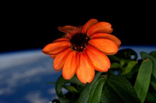 神秘的に美しい「宇宙に一つだけの花」を宇宙飛行士がTwitterで報告