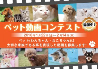 犬や猫の動画が対象！YouTubeを活用した「au損保 ペット動画コンテスト」が開催中