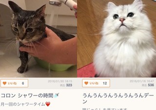 犬・猫モフモフ動画「mofur」が最新版に! ギフトカードが当たる企画も