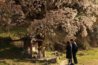 春に向けてピッタリの渡辺健氏による写真展「さくらのサクラ色」が東京など全国3カ所で開催