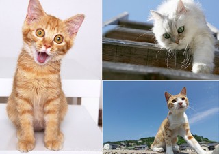 猫と仲良くなれるテクと合成特化アプリ「Photoshop Mix」の使い方