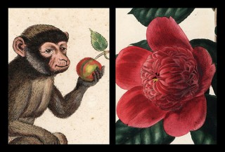 アンティーク版画の展示販売会「ボタニカル・博物画展 絶滅危惧の猿たちと幻の椿」が東京で開催
