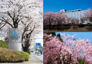 約100本の桜が植えられたホテル日航成田が実施する写真コンテスト「桜めでる 2016」