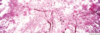 さまざまな方法で表現された桜アートを鑑賞できる「SAKURA Group」展が東京で開催