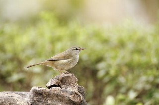 野鳥の撮影をテーマにした特別イベント「野鳥フォトフェスタ」がキヤノンのショールームで開催