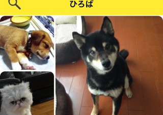 迷い犬猫や野良猫探しにも使える犬猫出会いアプリ「ドコノコ」、ほぼ日からリリース