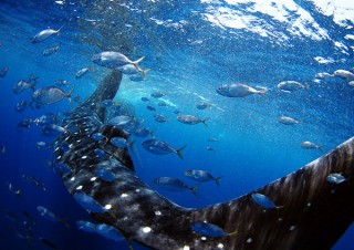 水中写真家の戸村裕行氏による初個展「OCEAN PLANET 〜いのち煌めく海の中の時間〜」