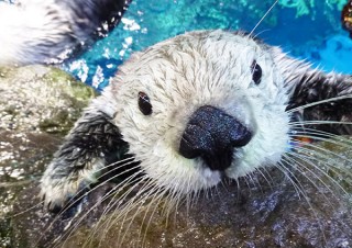 20歳になる海遊館のラッコの写真展示「わがままですけど、なにか？〜パタと飼育員、20年の写真展〜」