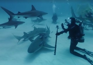 GoPro、暗闇の海底で全方位をサメに囲まれるFacebook360度動画を公開