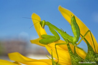 貴重な昆虫標本と写真家がコラボレーションした「世界一美しい昆虫展 〜昆虫が芸術になる瞬間〜」