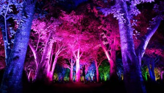 近くを通ると木々のライトアップが変化して音色が響く「チームラボ 宇部市ときわ公園 呼応する森」