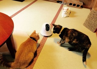 エクストラン、スマホなどで自宅の様子を確認できる車輪付きの留守番カメラ「ilbo」を発売