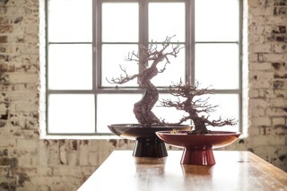 管理に手がかからないドライ盆栽などが展示される「NEW BONSAI ART展」が開催