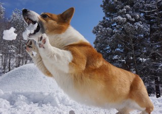 皆で作る参加型「365カレンダー」が2017年版に掲載するペット写真のエントリーを受付