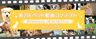 YouTubeへの公開でエントリーできるau損保のペット動画コンテスト「ペットは大切な家族」