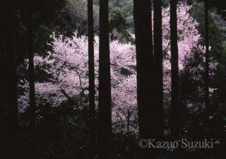 ノートリミングにこだわる自然写真家の写真展「鈴木一雄の世界 ー四季乃聲（プロローグ）ー」