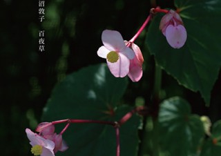 近年では植物を中心とした写真を撮影している永沼敦子氏の展覧会「百夜草」が開催