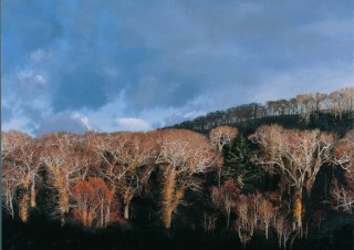 驚くほどリアルに表現された70点の写実絵画を展示する「ホキ美術館名品展」