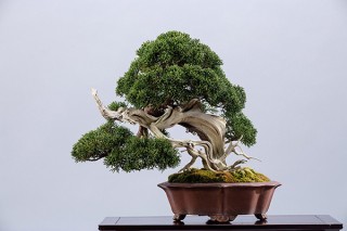 雛壇飾りや盆栽のほか浮世絵版画も鑑賞できる「ホテルで楽しむひなまつり」が京王プラザホテルで開催