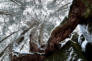 選りすぐりの自然写真が展示されている臼井俊弘氏の写真展“森羅万象の声を聴く「鼓動」”