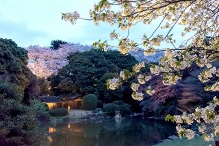 庭園ライトアップや桜にちなんだ名品の展示が行われる東京国立博物館の「博物館でお花見を」