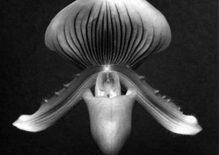 建築家ピーター・マリーノ氏による構成にも要注目の「ロバート メイプルソープ写真展 MEMENTO MORI」