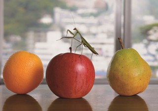 主に食品サンプルで構成された作品集の写真展がマーク ジェイコブスによるブックストアで開催