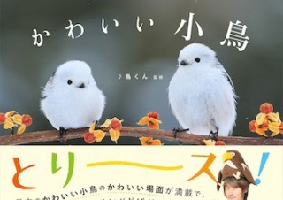 バードウォッチングが楽しくなる！「日本のかわいい小鳥」