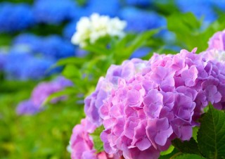 箱根強羅の6施設が参加している「宿LABOあじさい探して写真コンテスト」