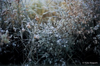 暑い夏に開催される冬の季節の移ろいをテーマにした野口優子氏の写真展「Winter」