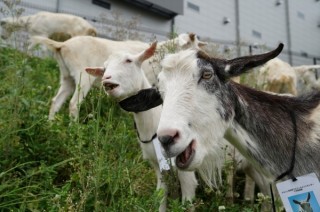 Amazon、物流拠点の雑草をヤギに食べてもらう「エコ除草」を今年も実施