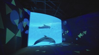 イルカが出す音を色と形に変換したデジタルアート作品「Draw-phin」の展示イベントが開催中