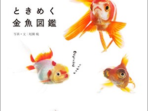 かわいい金魚のすべてがわかる「ときめく金魚図鑑」