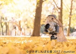 可愛いうさぎの写真とグッズを集めた合同写真＆物販展「うさぎしんぼる展 2017」