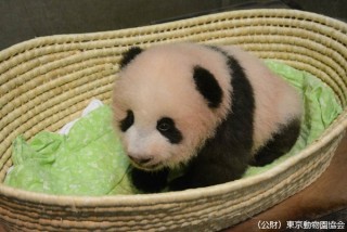KDDIが「ジャイアントパンダ保護活動」に協賛。特典はau会員は上野動物園無料など