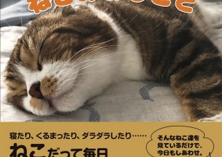 ねこだっていつもいそがしい!? 「ねこのおしごと」発売